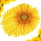 50 Packs Sunflower Paper Disposable Placemats 13 Inch Sunflower Summer Table Placemats